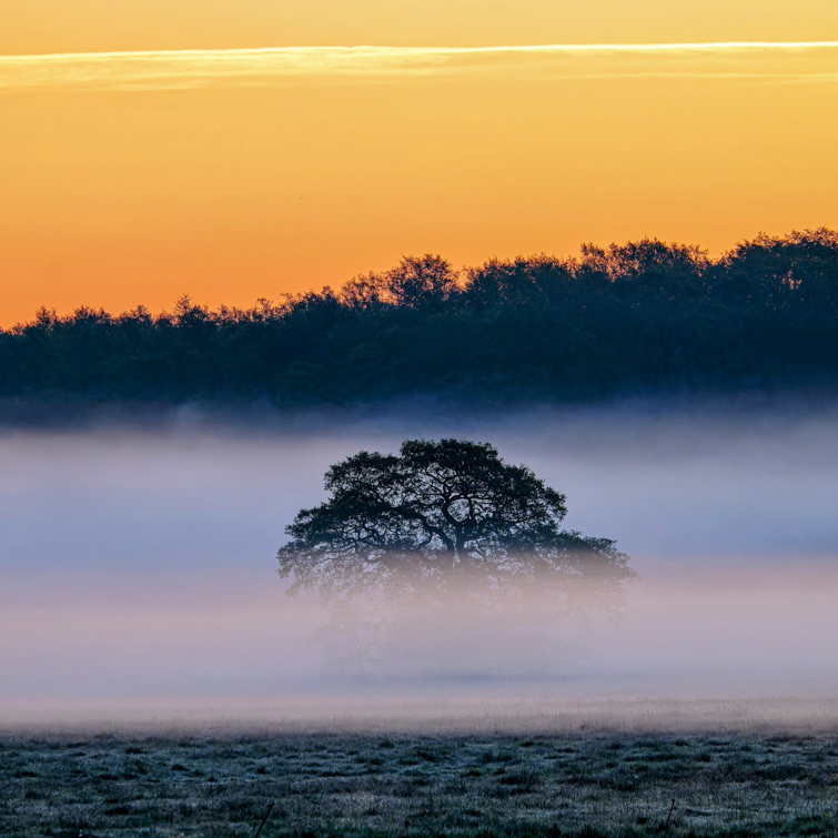 Heideblüte zum Sonnenaufgang im Pestruper Gräberfeld – Landschafts- & Makro-Fotografie