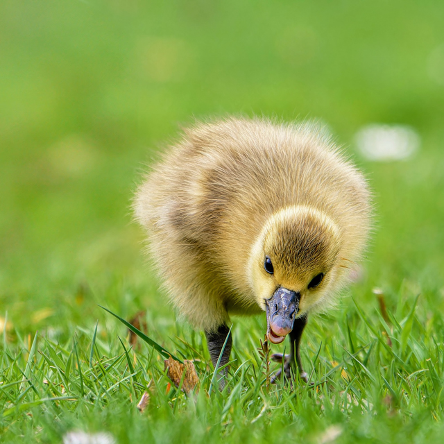 Vogelfotografie im Stadtpark Wildeshausen – Faszinierende Tiermomente im besten Licht
