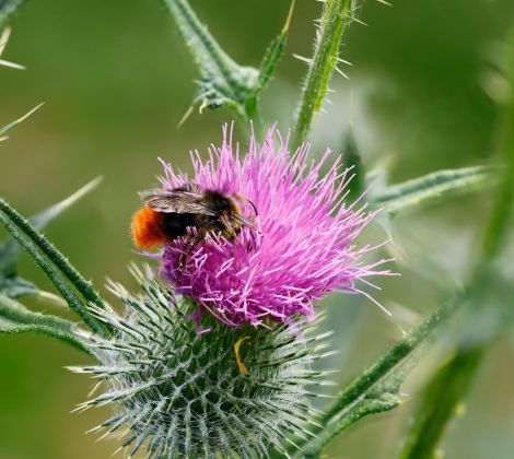 Fotowalk mit Canon Experte: Details, soweit das Auge reicht